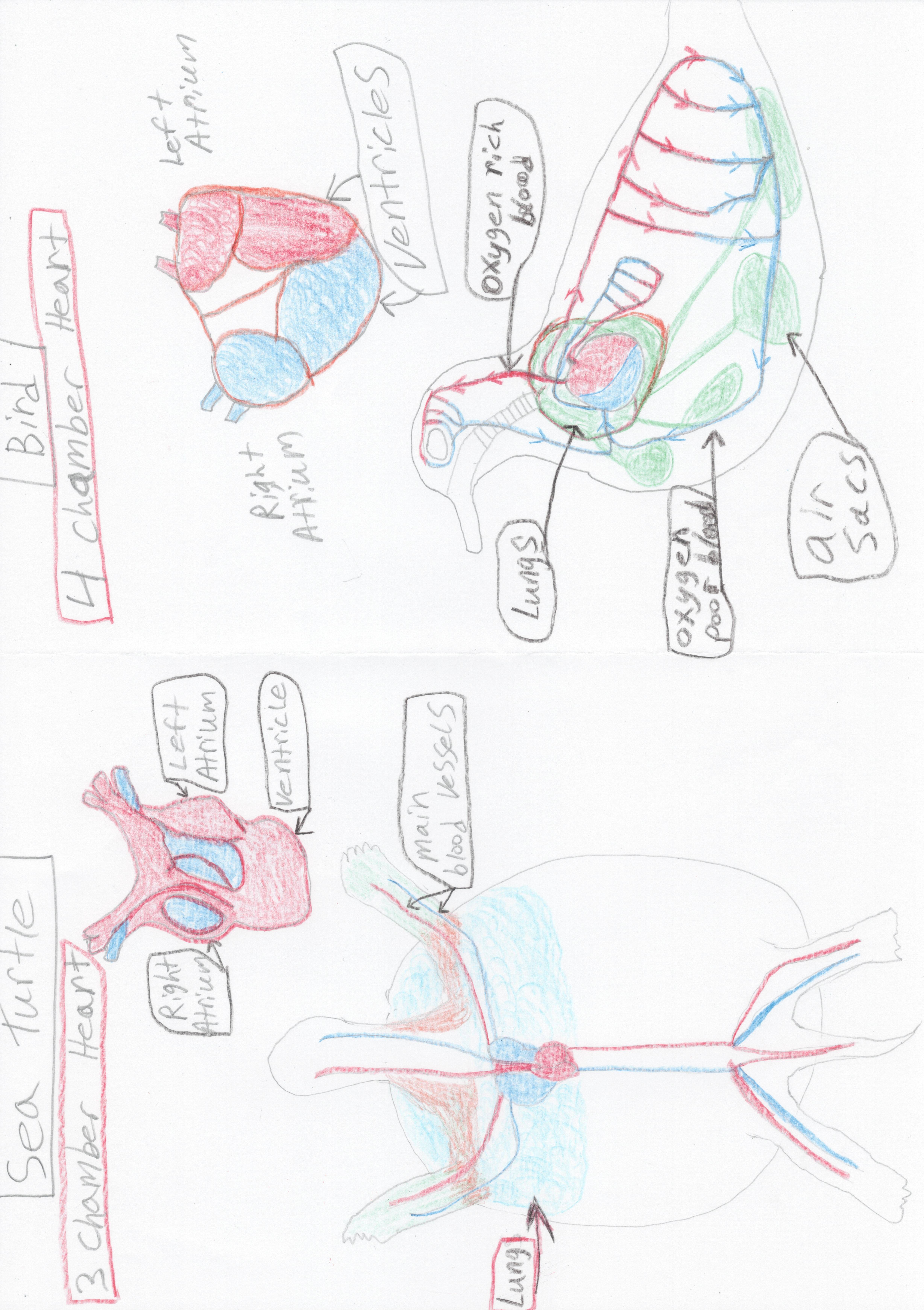 G4-G5 Animal Heart and Circulatory System